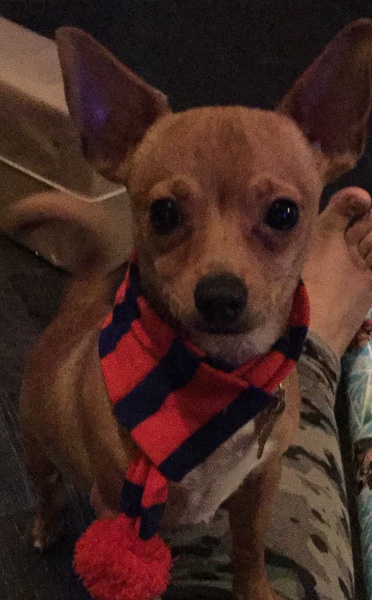 What's special about your breed of dog?