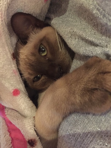 Show me your pussy!