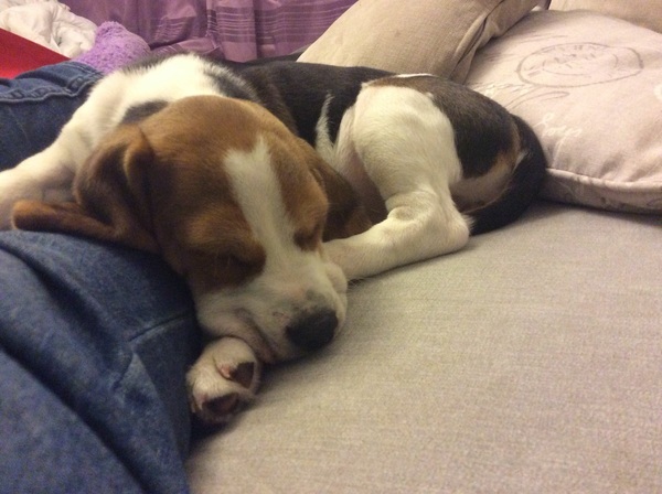 What's special about your breed of dog?