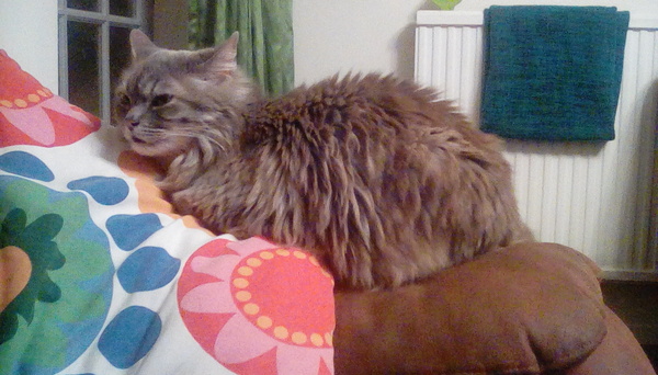 How big is your biggest cat?