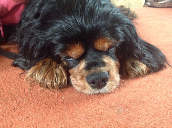 What's special about your breed of dog?