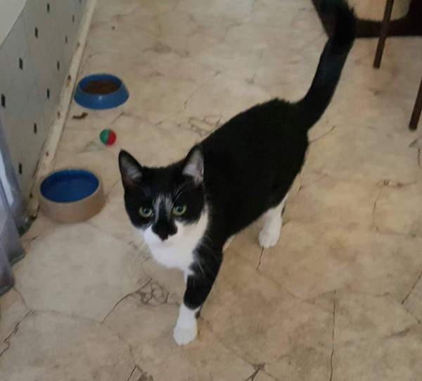New cat 1 year old female
