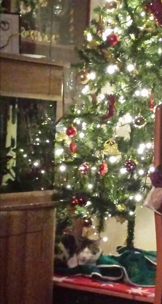 Show Us Your TREES!