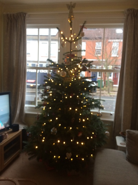 Show Us Your TREES!