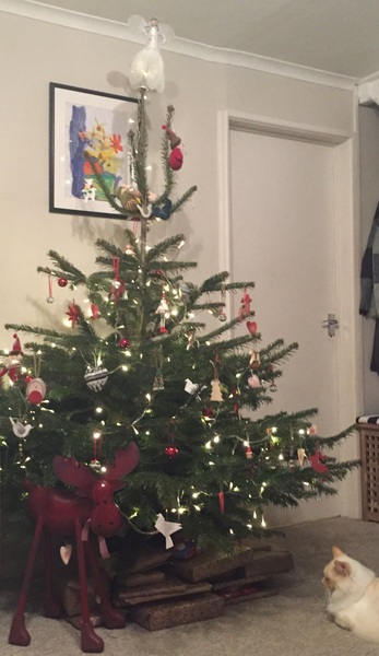Show Us Your TREES!