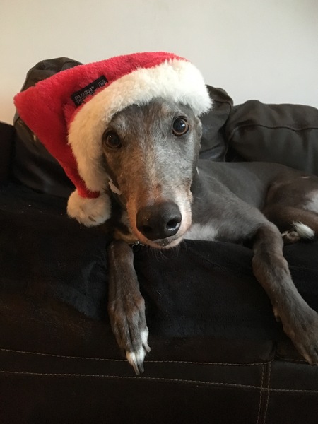 Merry Christmas from the pooch