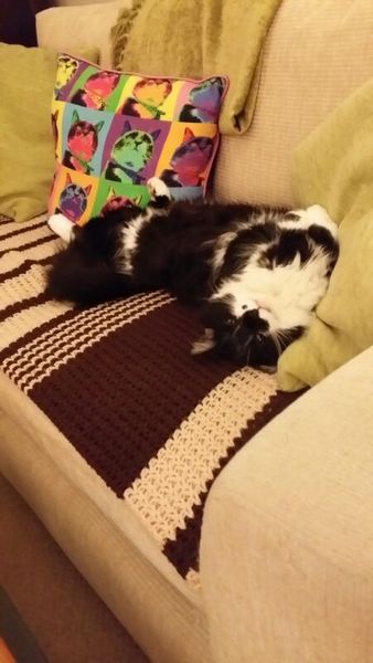 How big is your biggest cat?