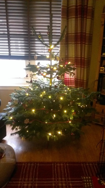 Show Us Your TREES!