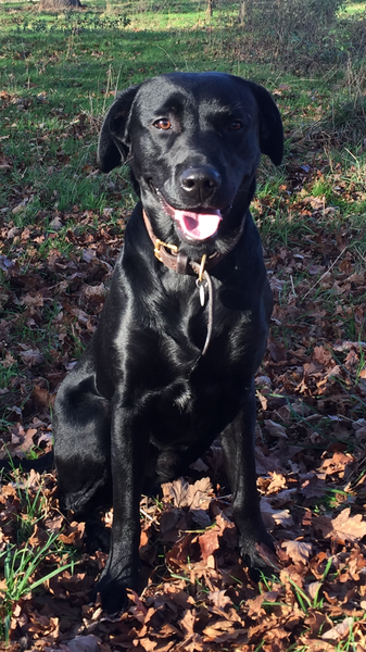 Why are Labradors so expensive? Would get a rescue, but we already have a cat....