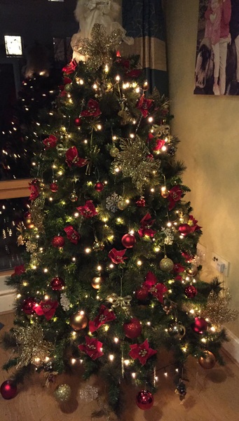 Show Us Your TREES!