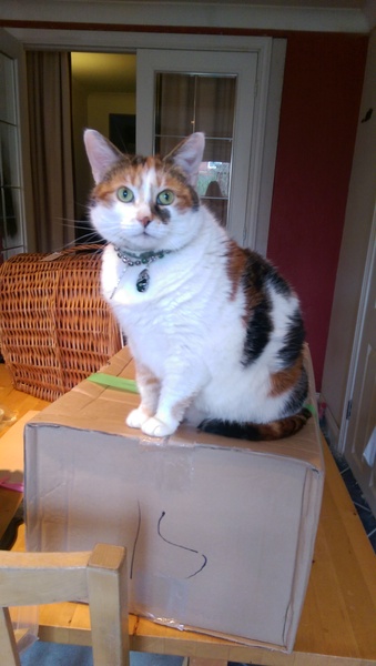 Diabetic Cat
