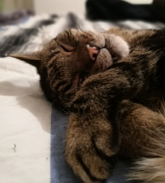 Does your cat snore?