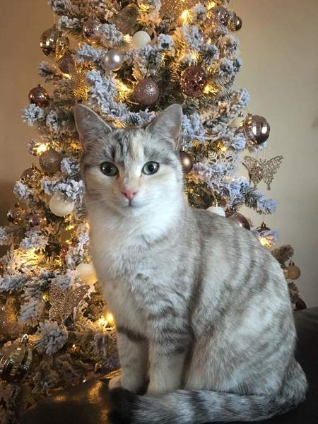 My cat matches my Christmas tree