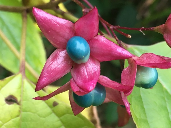 What is this plant?