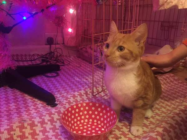 Cat/Kitten experts please help