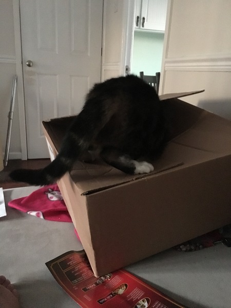 Intelligence levels of cats in your household?
