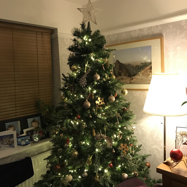 Show Us Your TREES!