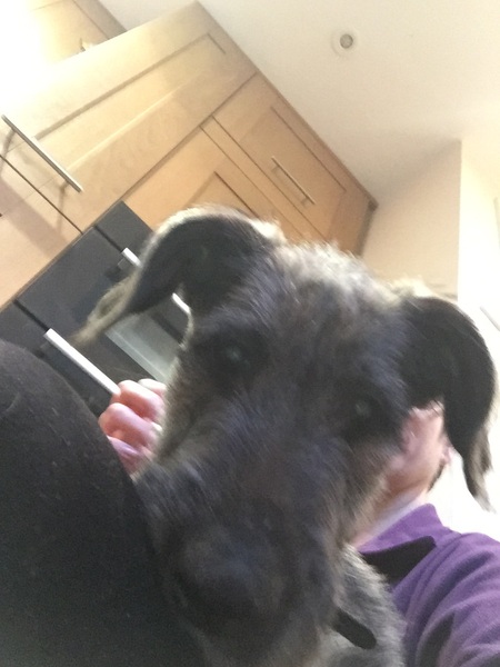 Meet my pup!