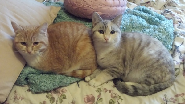Kittens are ruining my life