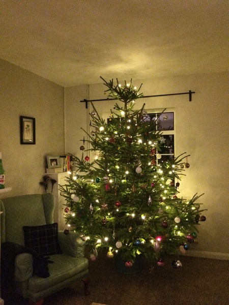 Show Us Your TREES!