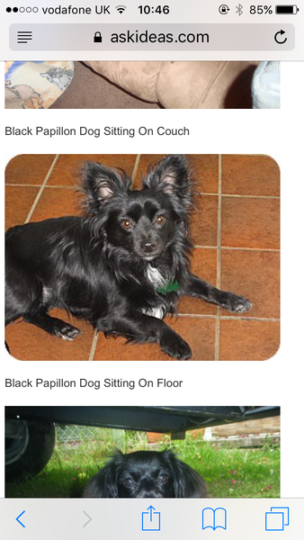 What breed is this dog? (pic)