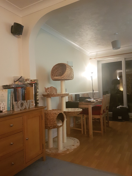 best scratching post