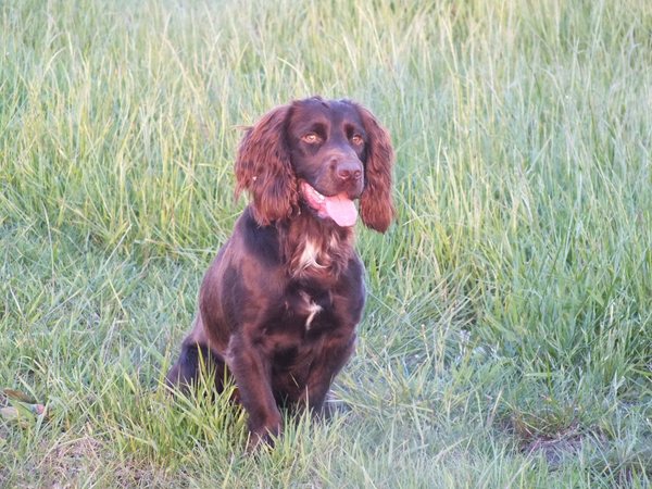 Working cocker spaniel decision!