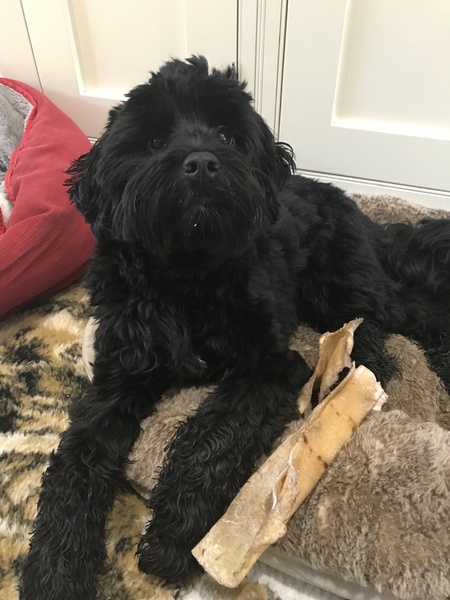 Does this breed exist?