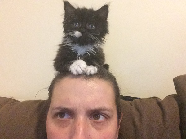 We have accidentally  a 5 weeks old kitten