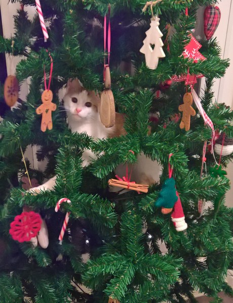 Pointless thread but i'm so proud of our kitten