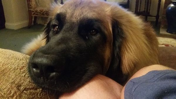 What's special about your breed of dog?