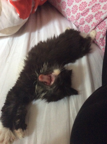 We have accidentally  a 5 weeks old kitten