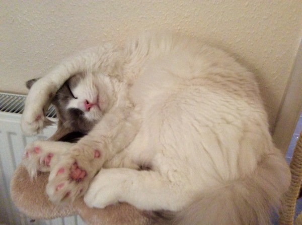 Ragdoll or BSH?