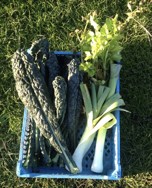 Allotment/Veg Patch - Thread 7 - The Harvesters Arms