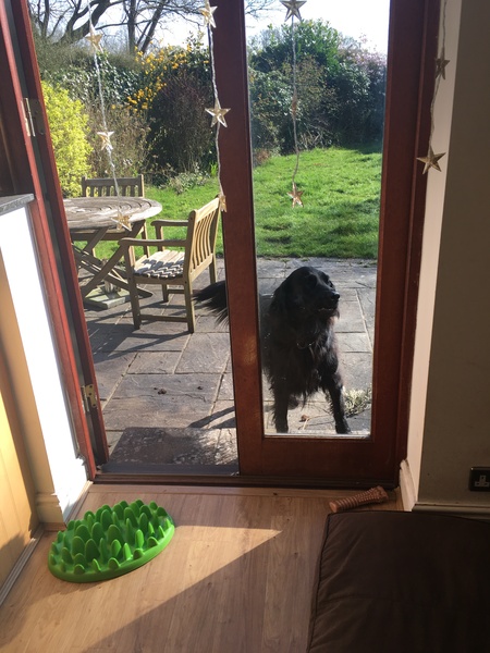 What's special about your breed of dog?