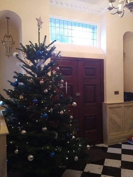 Show Us Your TREES!