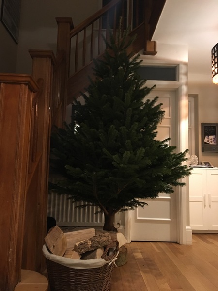 Show Us Your TREES!
