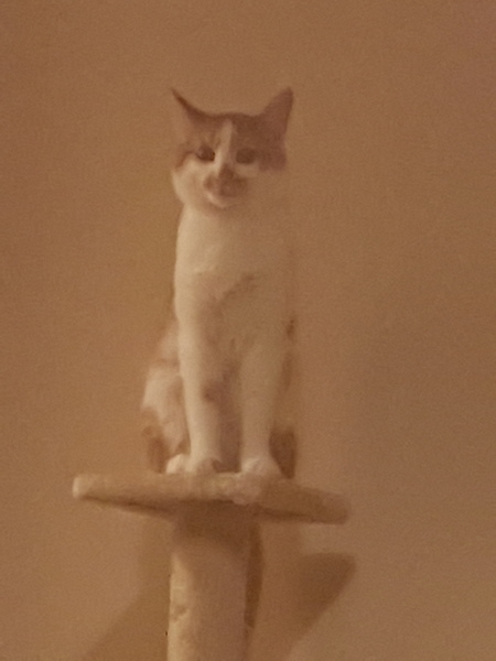 Zombie's Cancer Journey: The Beginning of the End