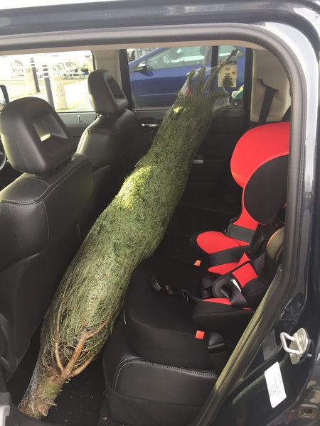 Show Us Your TREES!