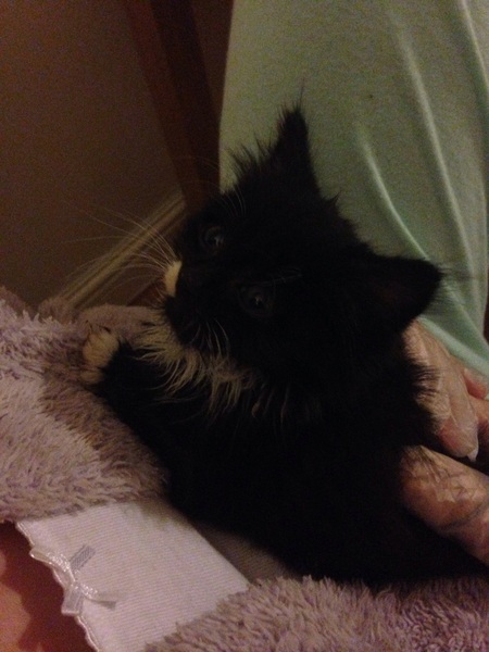 We have accidentally  a 5 weeks old kitten