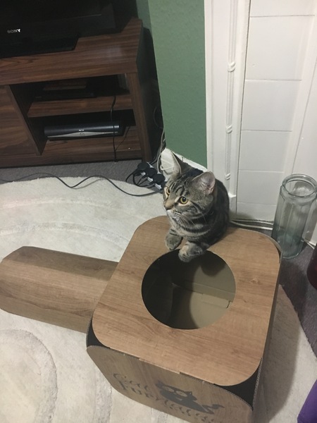 Nell has a new box!