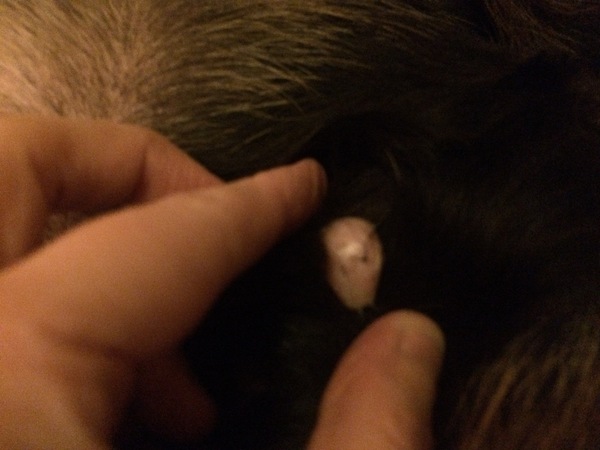 Is this a tumour?