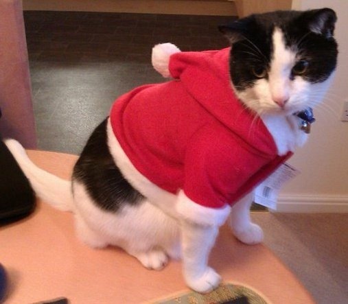 Balancing objects on cats.