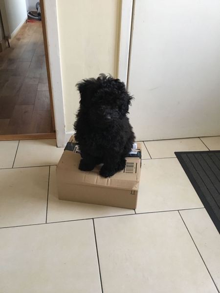 Getting a toy poodle?? Help/advice