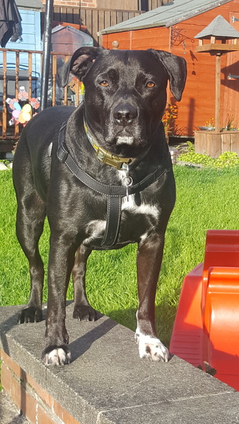 Dog DNA test - the results are in!