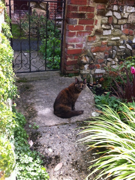 Lost my little cat today