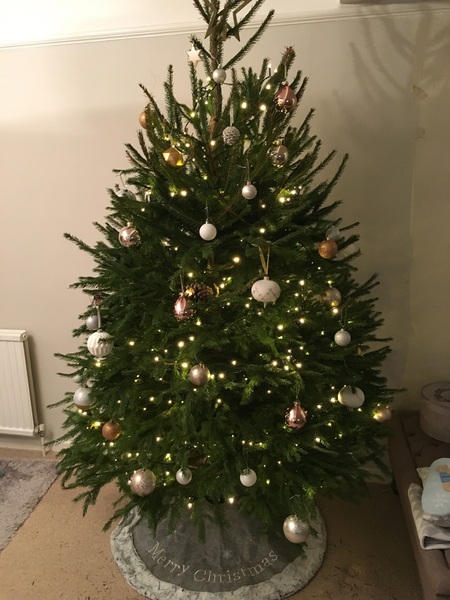 Show Us Your TREES!