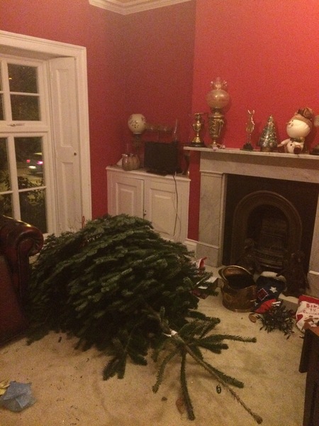 How much of a prat am I going to look if I ask them to replace this tree?