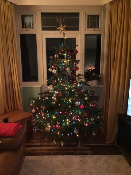 Show Us Your TREES!