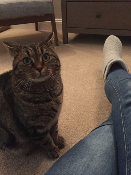 Rescue cat - what happens now?